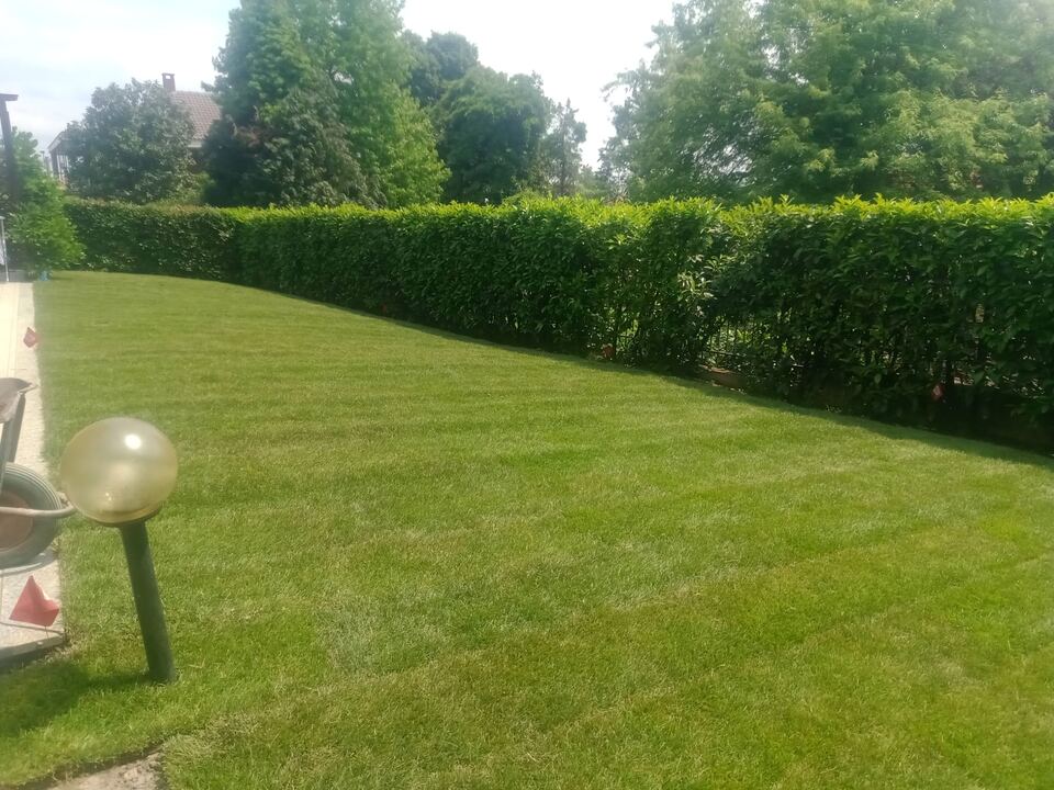 Prato curato incorniciato da una siepe in un giardino residenziale