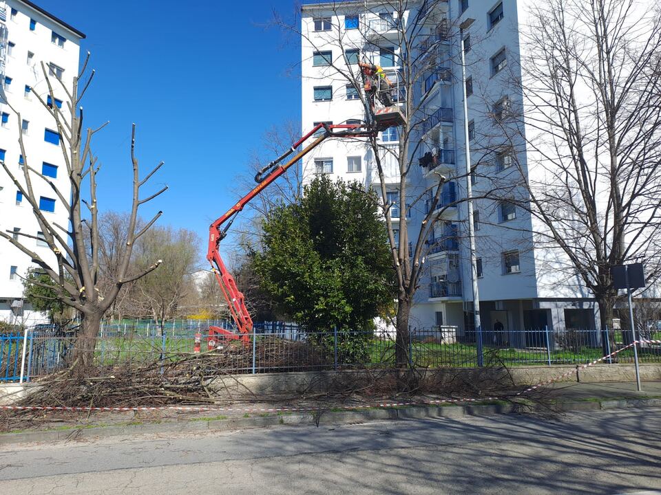 Piattaforma aerea al lavoro per la potatura di un albero
