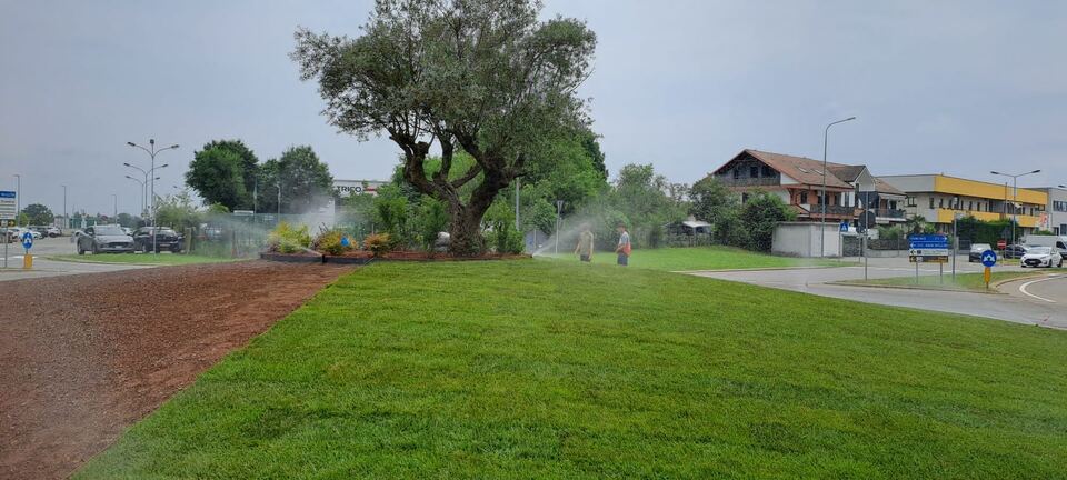 Ampio prato con ulivo e alberi in un giardino residenziale