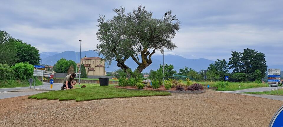 Giardino con ulivo, prato e aiuole appena preparate