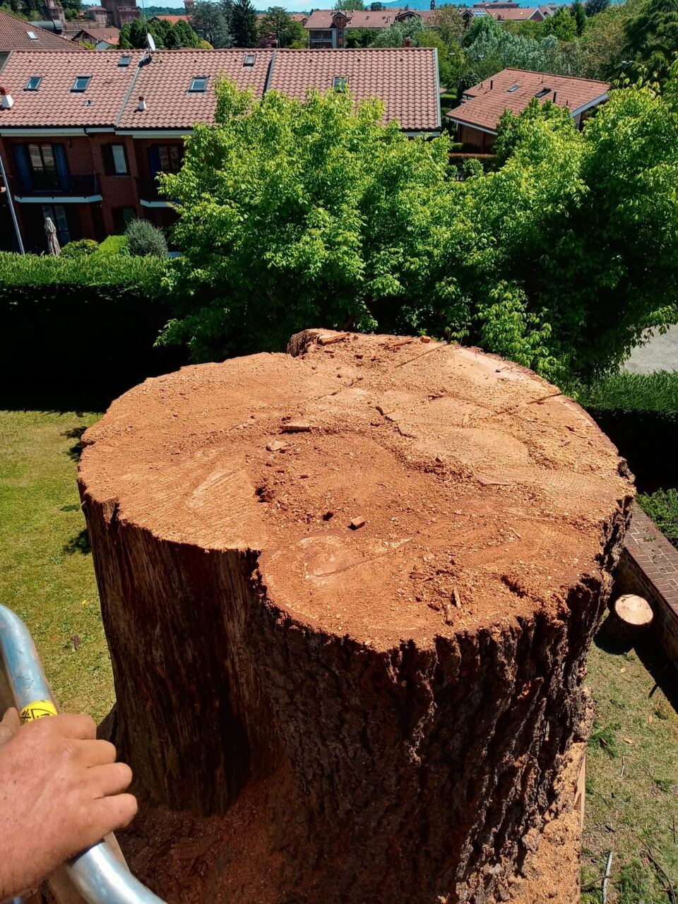 Ceppo di albero dopo un abbattimento
