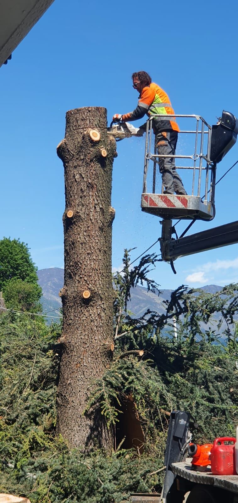 Potatura in quota con piattaforma accanto a un albero