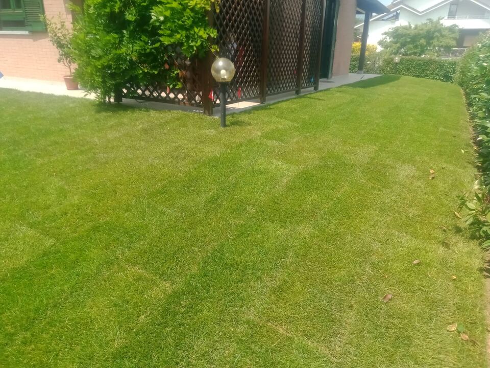Prato curato con aiuola e siepe sullo sfondo