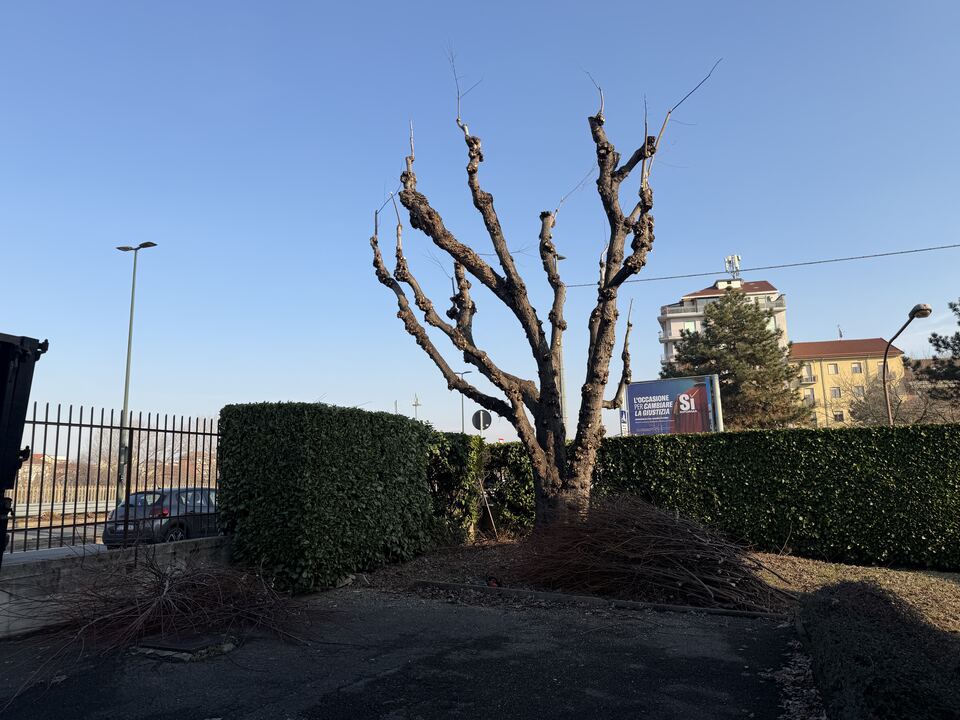 Rimozione di un albero con piattaforma e mezzi da lavoro